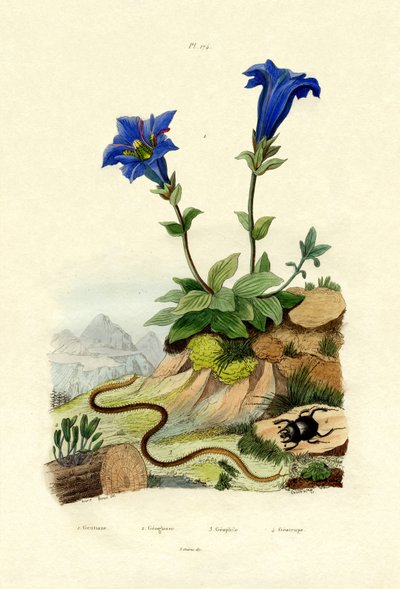 Gentian by French School